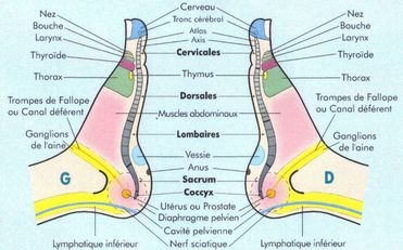 planche des faces medianes de reflexologie